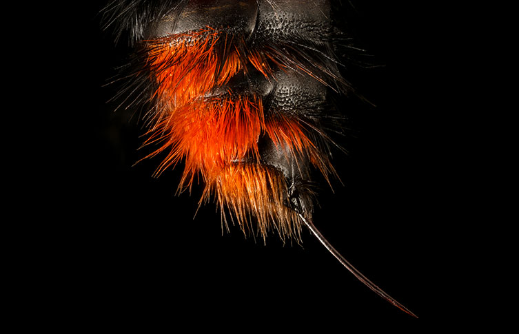 A red velvet ant's stinger