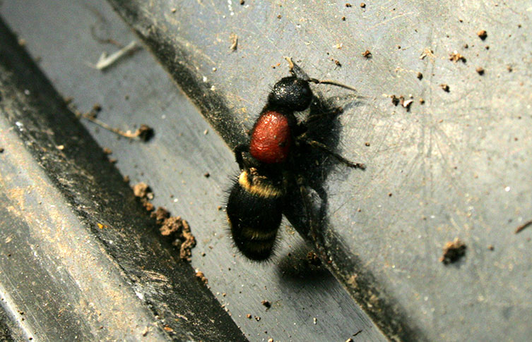 A Mutilla europaea velvet ant