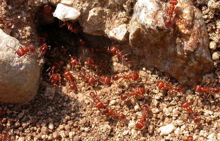 Californian harvester ants