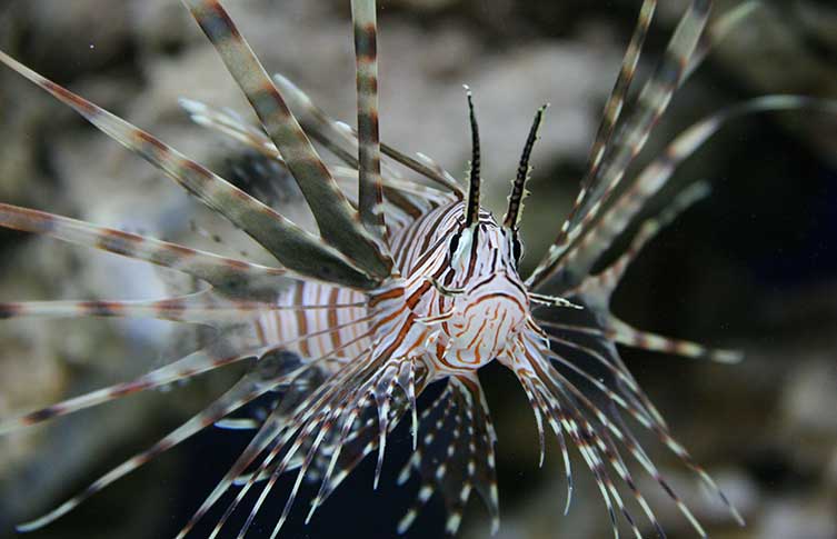A lionfish