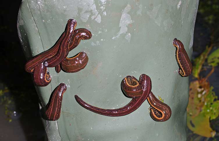 A group of leeches