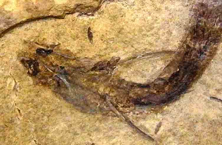 Acanthodes bridgei