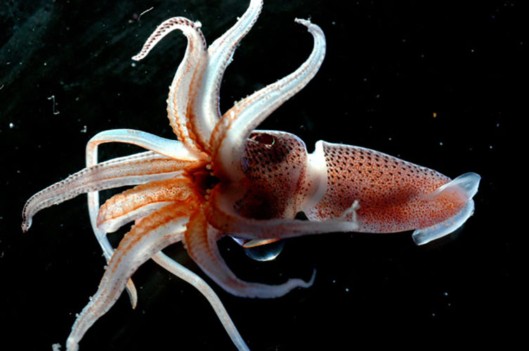 Cock-eyed squid