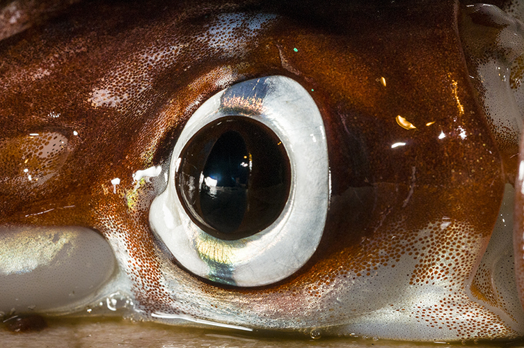 Colossal squid eye
