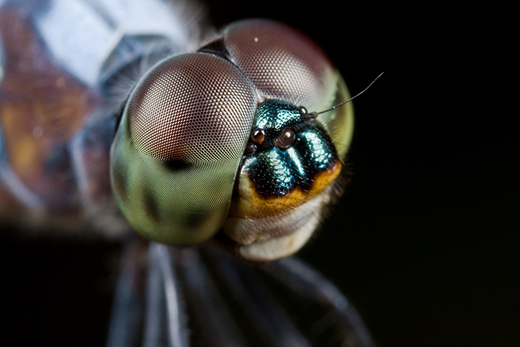 Dragonfly eyes