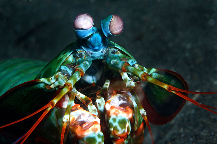 Mantis shrimp