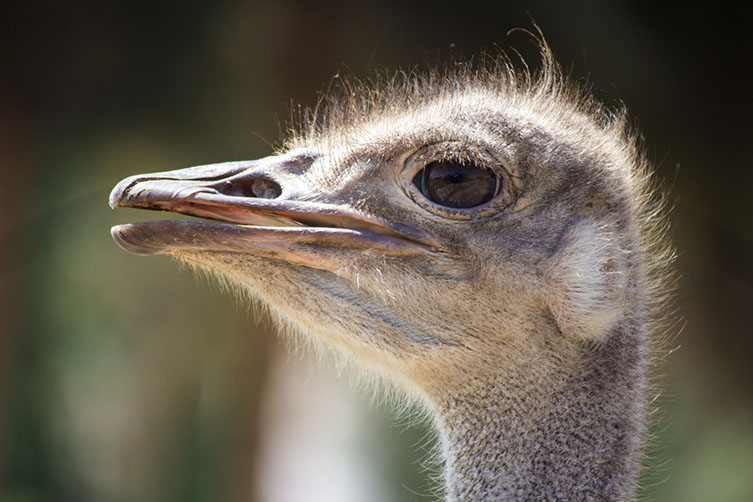 Ostrich eye