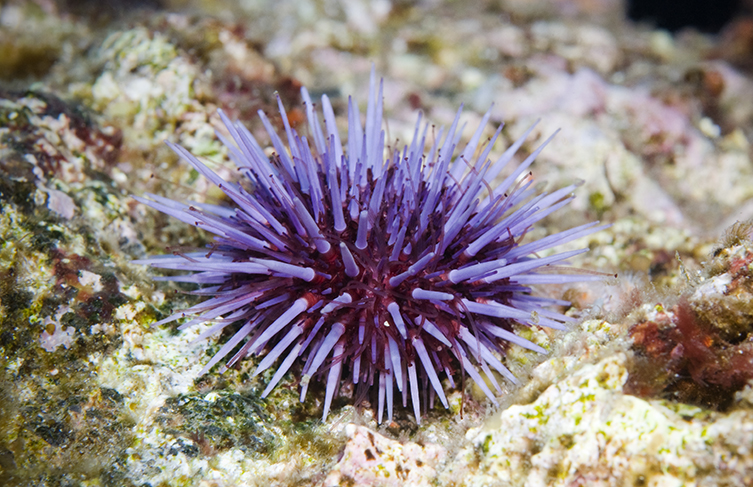 Purple sea urchin