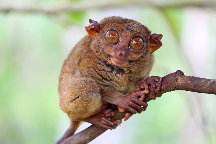 A tarsier