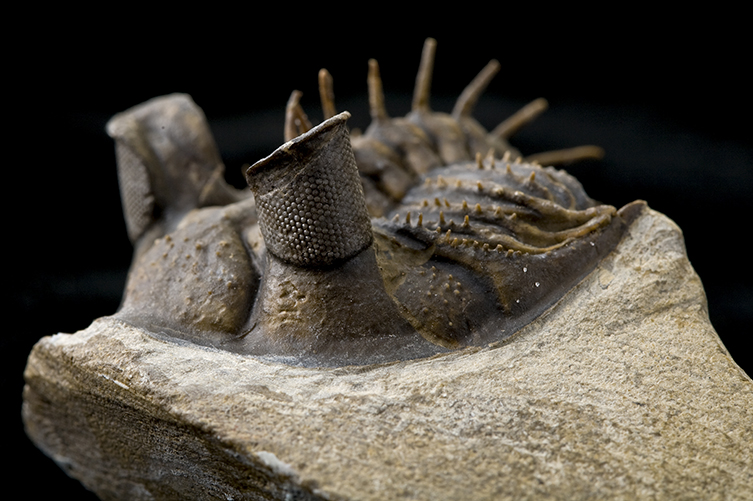 Trilobite eyes