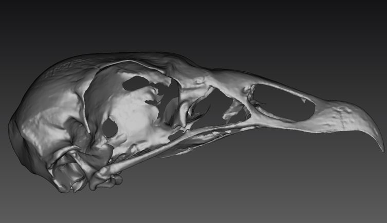 A 3D scan of a turkey vulture skull.