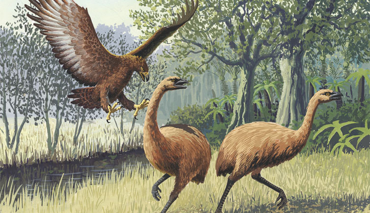 An illustration of a Haast's eagle attacking two moa