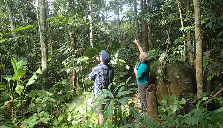Two researchers on the forest floor looking up into the canopy