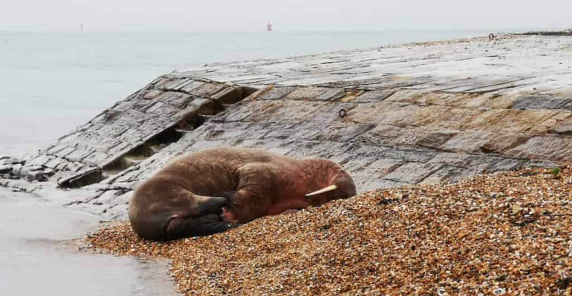 A walrus hauled out on a shingle beach. 