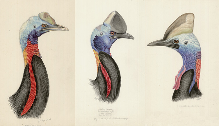 Watercolours of cassowaries by Frohawk, prepared for publication in the Monograph on the Genus Casuarius