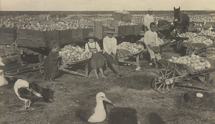 In 1890 sailor Henry Palmer was sent by Walter to collect bird specimens from the Sandwich Islands (now part of Hawaii), where he documented the commercial egg-harvesting operations. Palmer's specimens were key to Rothschild's work on species that are now extinct or highly endangered. 
