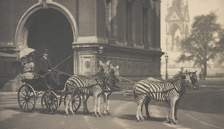 Zebra- and disguised horse-drawn carriage photographed outside the Royal Albert Hall