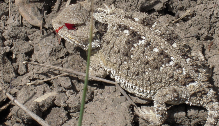 A short horned lizard sits on mud with blood draining from its eye