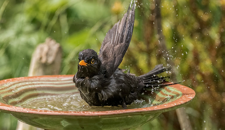 Blackbird in a shallow bird bath with water droplets falling from its raised wing
