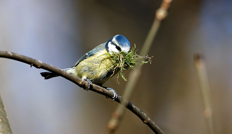 Bird with a yellow chest, white face, black eye-stripe and blue head with moss in its beak
