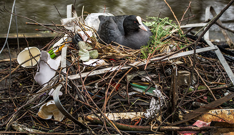 Black bird with a white forehead and beak sitting on a raised nest made from a mixture of twigs, evergreen leaves and various rubbish including paper cups, bits of plastic and tin foil