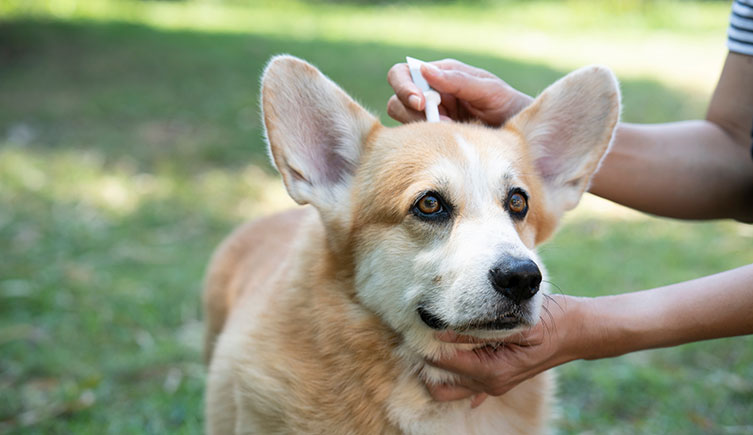 A person applies flea treatment to the back of a dog's neck