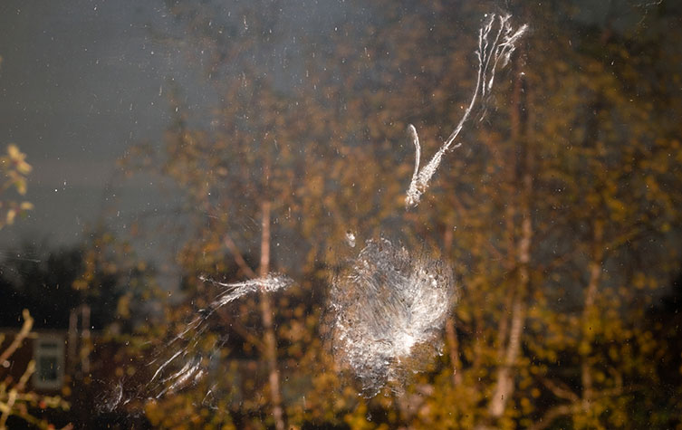 White smears on a window pane showing the vague outline of a bird, with trees visible in the background