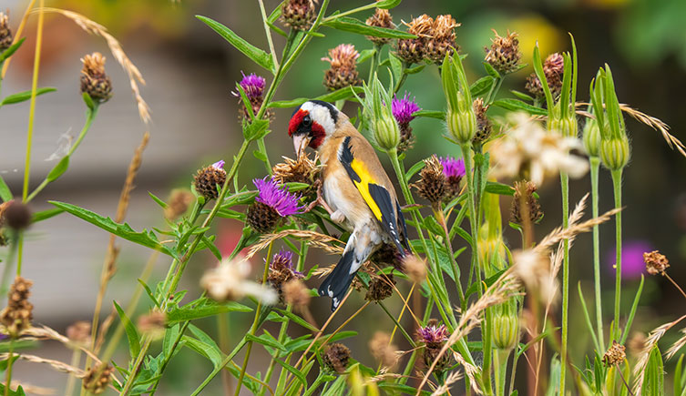 Pale brown, white and black bird with a red face and yellow wing patches eating flower seeds