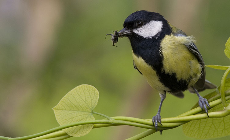 Bird with a yellow chest, a black head and chest stripe, and white cheeks holding a beetle in its beak