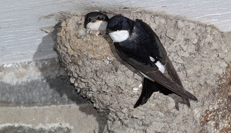 Two birds with blue-black backs and white faces - one with its head poking out of its mud nest, the other clinging onto the outside of  the nest