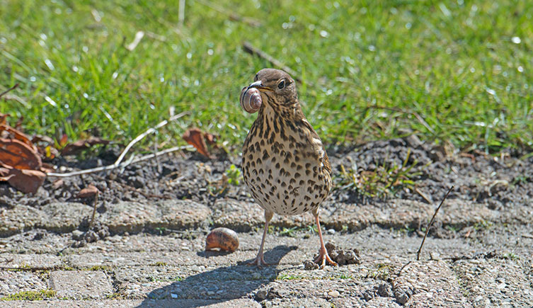 Brown bird with a speckled chest standing on a paved bit of garden and holding a snail in its beak