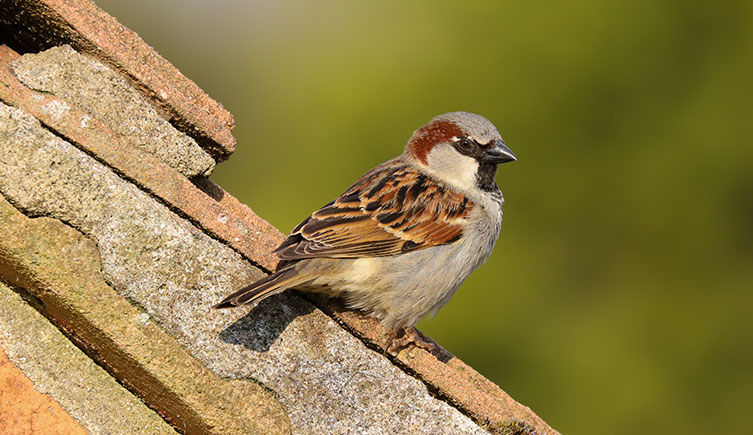 Brown and grey bird on a tiled roof