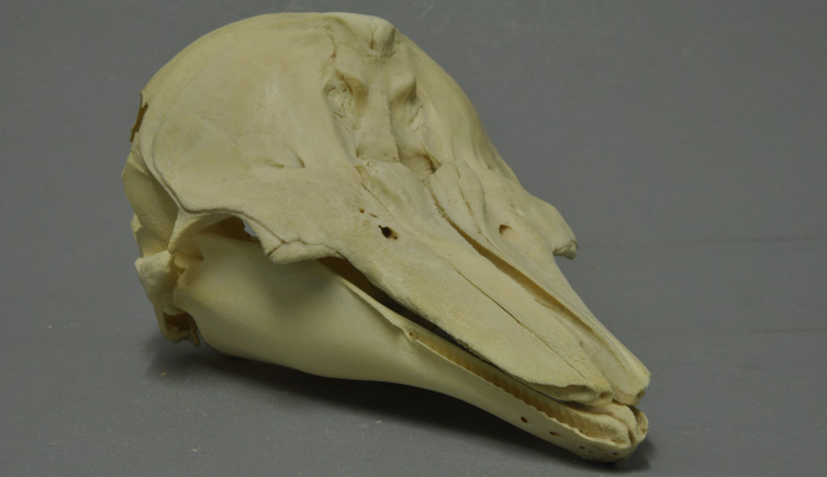 A skull of a porpoise