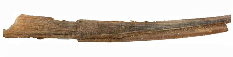 A blue whale earwax earplug from Museum collections.
