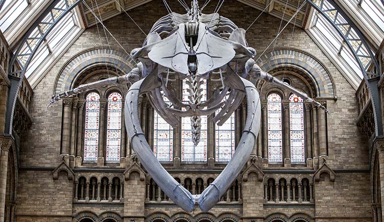 The skull of a baleen whale