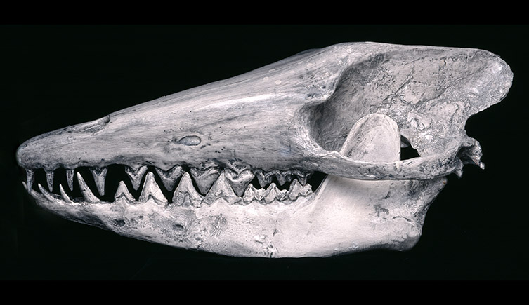 The skull of Pakicetus
