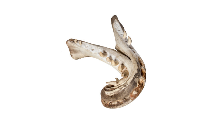 A sperm whale jaw twisted at the end into a corkscrew shape.