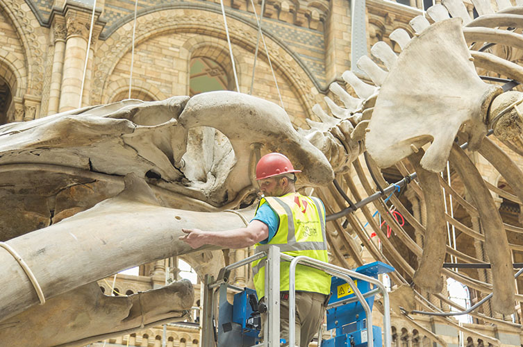 A worker in a red safety helmet stands in a cherry picker as a blue whale skeleton is hoisted up towards the ceiling of the Natural History Museum's Hintze Hall. 