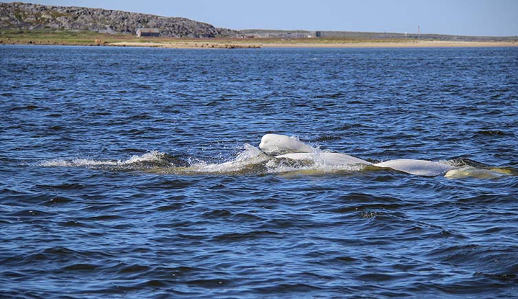 A pod of beluga whales swims on the surface of the sea, with land in the distance.