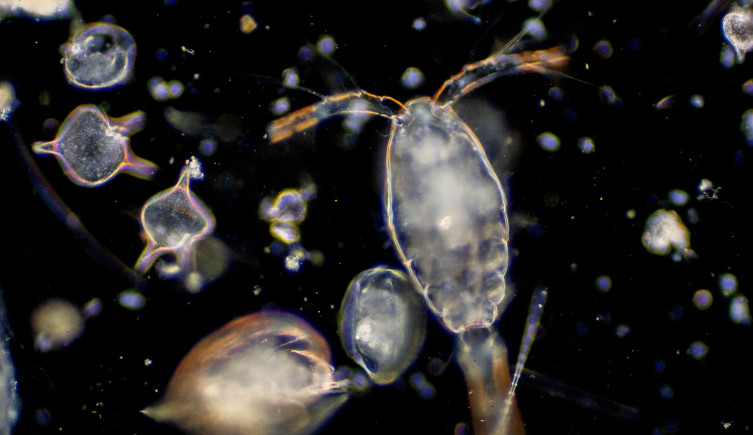 An assortment of plankton microscope images on a black background.
