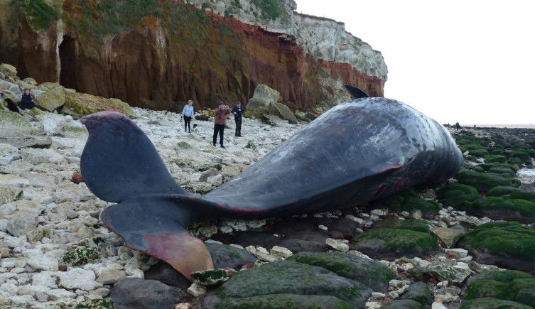 A sperm whale stranded on a beach with cliffs in the background.