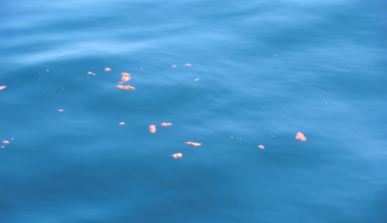 Whale poo floats on the surface of the ocean