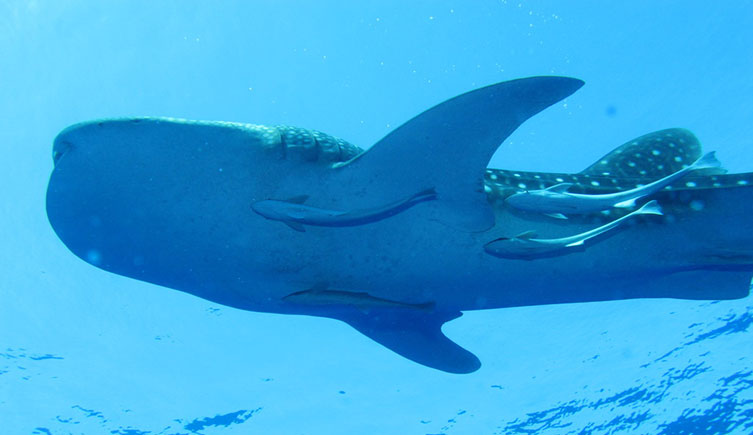 Remora fish attached to the belly of a whale shark.