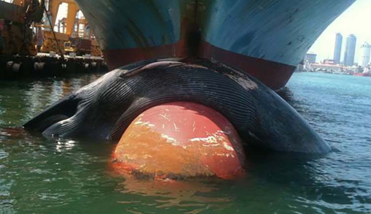 A photo of a dead blue whale wrapped around the bow of a container ship in a harbour.