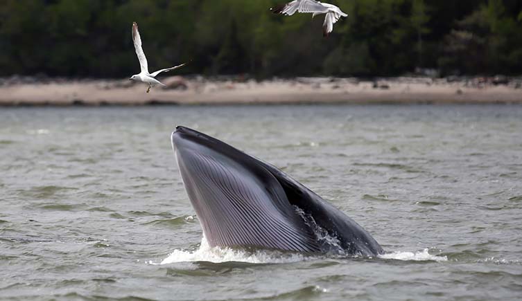 A minke whale pokes its head above the water as seagulls fly above it, with a sandy shore and trees in the background.