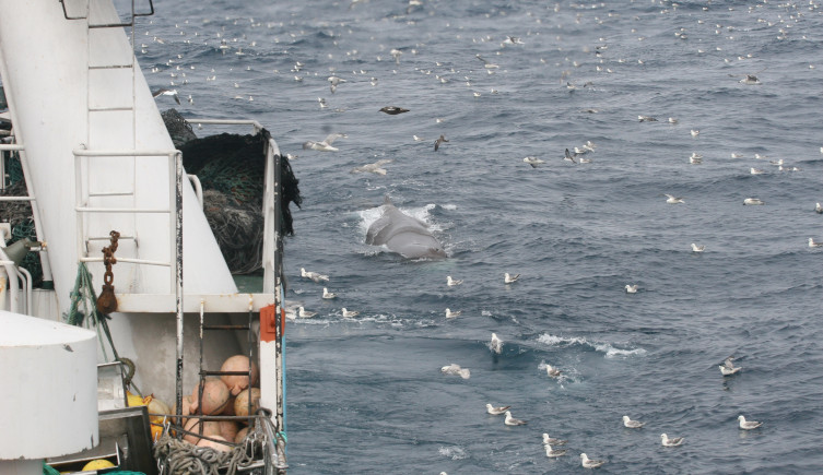 The back of a sperm whale above the water behind a trawler.