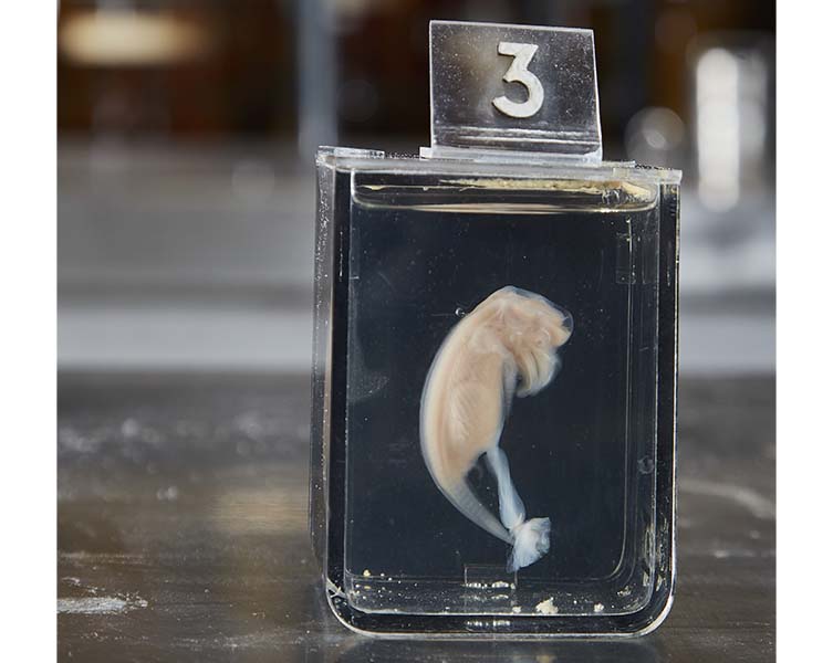 A small jar full of clear liquid and a small, peach-coloured whale foetus, which has the beginnings of head and tail. A label on top of the jar reads "3".