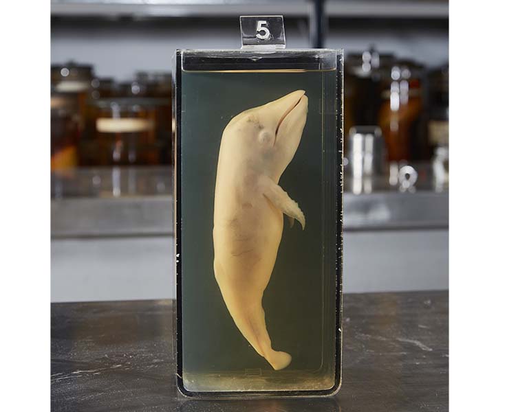 A  jar full of clear liquid and a whale foetus. It now features small pectoral flippers and the beginnings of tail flukes.  A label on top of the jar reads "5". 
