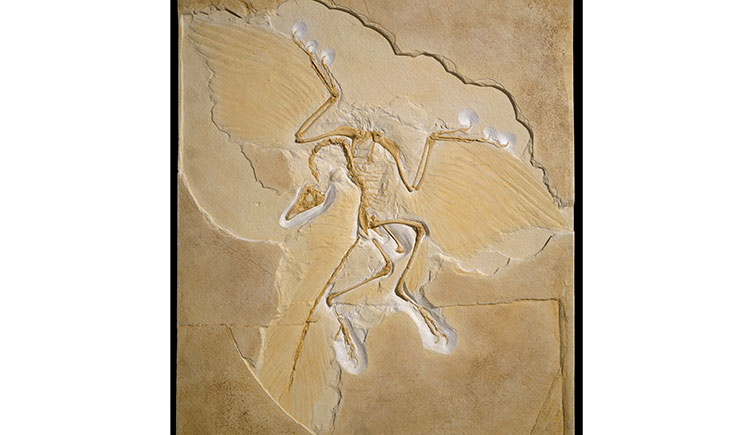 A fossil skeleton of Archaeopteryx