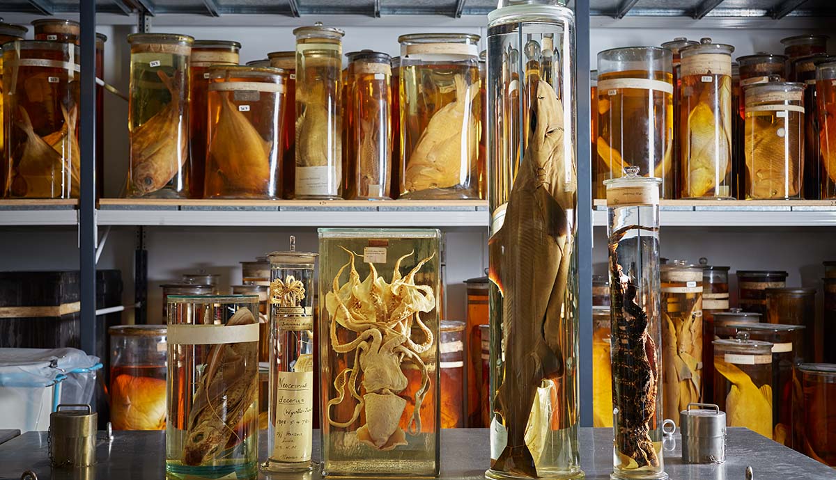 A selection of different marine animals, including a shark, a sea lily and various fishes, sit in glass specimen jars on shelves and a table.